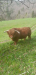 Škotsko govedo bik