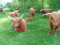 Škotsko govedo BIKEC