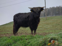 škotsko govedo