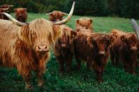 Škotsko govedo - ekološka reja