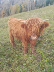 Škotsko višavsko govedo