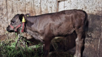 TELICA ČB/LIM