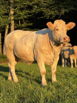 Telice Charolais