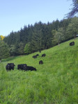 TELICE ANGUS