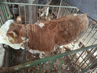 Telička LS 5 mesecev