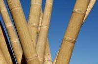 Bambus palice MOSO