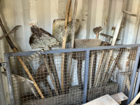 motike,, lopate, grablje, za obiranje sadja na višini