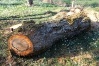 Češnjev in hruškov les - hlode, prodam