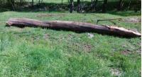 Deblo češnje premera 57cm, dolžine 7m