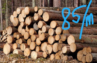 SUHA / FRIŠNA HLODOVINA - BUKVA