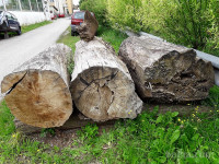 Hlode lesa topola pet let odležana prodam