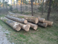 Hlodi jesen hlodovina gozdni jesen