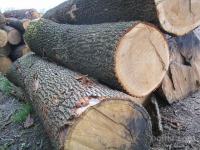 hlodovina hrasta , hrastov les- ODKUP