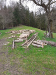 Hlodovina mesano