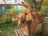 Hlodovina