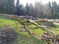 Hruška