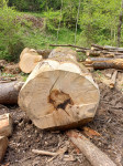 Kolobarji lesa, jesen - rebraš, bukev