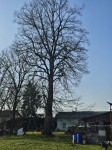 Lipa podarim