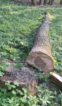 OREH hlod Brežice L= 6,8m / FI= 38 - 22 cm / do 1. veje 2,5m