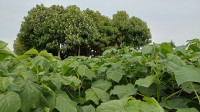 Paulownia, Pavlonija