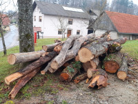 Sadna hlodovina / hlod divja češnja, hruška, jablana ter staran hrast