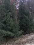 Smreke, božične jelke od 1-6 m velike 041653028
