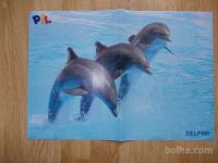 prodam poster delfini