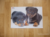 prodam poster mladička