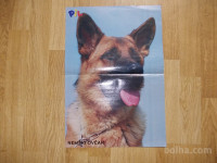 prodam poster nemški ovčar