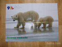 prodam poster severna medveda