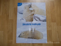 prodam poster severni medved
