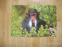 prodam poster šimpanz