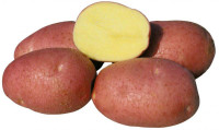 Krompir Bellarosa