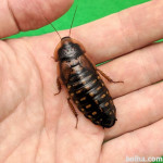 Blaptica Dubia ščurki