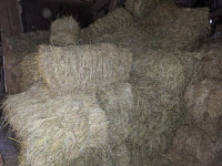 kockaste bale sena