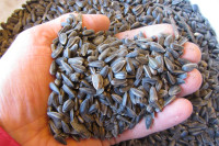 Sončnična semena za ptičke, kokoši, račke, goske.. 0,80€ za kg