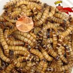 Superworms - zophobas morio