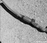 Auspuf peugeot 206 pregibna cev