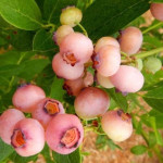 AMERIŠKA BOROVNICA SORTA PINK BONBONS