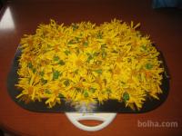 ARNIKA SVEŽA IN SUHA