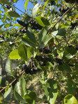 Aronija plodovi