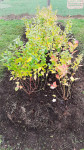 SADIKE AMERIŠKIH BOROVNIC 3 letne