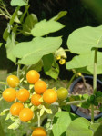Solanum abutiloides
