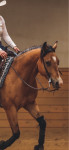 Western brzdi Professionals Choice + Bob Avila