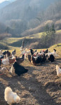 Domača jajca pašne reje - Žiri/Idrija/Tolmin