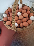 Domača kokošja jajca