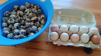Domača prepeličja in kokošja jajca