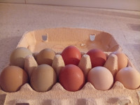 KOKOŠJA JAJCA