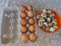 Kurja in prepeličja jajca
