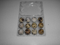 Prepeličja jajca - prepelice